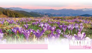 Seasons of Nature | Harmonious Landscapes on Pastel Hues