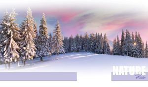 Spruce forest covered with snow at sunrise with a winter purple-pink sky