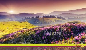 Purple wildflowers in the morning sun in a light fog in a hilly valley