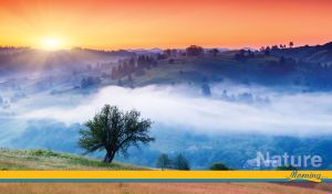 A lonely green tree growing on a hilltop above a valley shrouded in morning fog