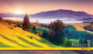 Green trees grow on a slope of the hill in a valley under the morning sun