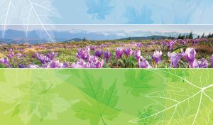 Panorama of a purple crocus valley framed by pastel blue and green maple leaves