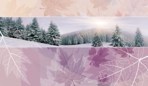 Winter panorama of morning spruce forest framed by pastel purple and beige maple leaves
