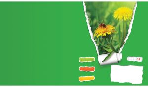 Bee on a dandelion behind a green torn paper window