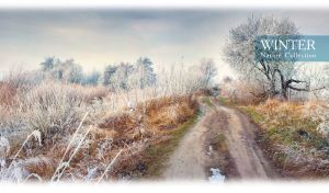 Winter dirt road with shrubs in frost against a pastel white-gray sky