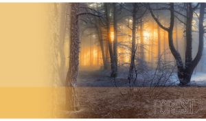 Hazy winter forest in the golden hour on a blurry pastel orange background