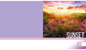 Wildflower meadow in the rays of sunset against white and pastel purple backdrop