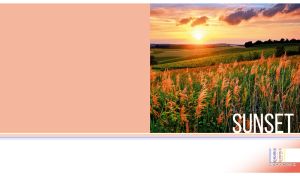 Field of reeds in the rays of sunset against white and pastel pink backdrop