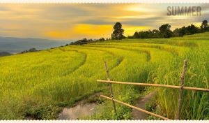 Summer landscape of green valley farm against the yellow-grey sunset sky