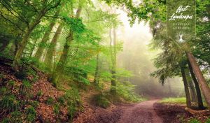 Brown dirt road alongside green trees in a foggy summer forest