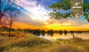 A green tree on the dry grassy bank of a river against a golden-blue sunset sky