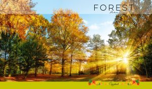 Autumn Forest | Sunlit Magic in Full-Page Scenery