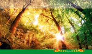 Sun rays shine through leaves of a green and gold forest in a full-page scene