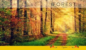 Golden slanting sun rays shine upon a forest road in a full-page scene