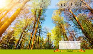 Yellow green forest scene with side lighting of the tree crowns on a blue day