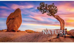 Juniper tree in an ocher rocky terrain against the gradient sunset sky