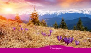 Picturesque view with crocuses in yellow grass against mountains and purple sky