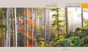 Amazing autumn view of a colorful forest in the morning mist