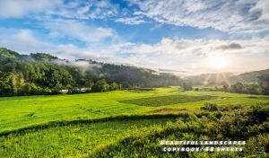 Panoramic view of a green summer field under the scattered clouds at dawn