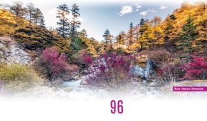 Purple and yellow trees in a snowy forest beneath the light blue sky on white
