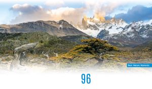 Antarctic beeches in the Patagonia mountains under the blue sky on white