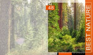 Tall tree trucks hidden behind green forest thickets on a faded pastel landscape