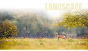 Beautiful scene with a roe deer fawn in the wild within vignette effect