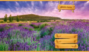 Magic Fields | Enchanted Horizons with Wooden Signboards