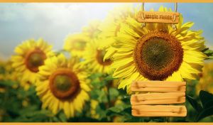Magical landscape with a field of yellow sunflowers against the light blue sky