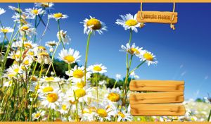 A magical landscape with a field of white daisies against the clear blue sky