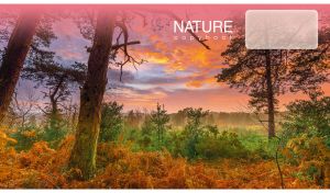Panoramic scene of a pink autumn sunset at the edge of a forest