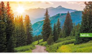 Colorful landscape with spruce trees along a forest road at summer dawn
