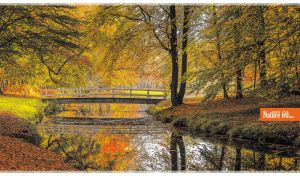 Colorful landscape with a wooden bridge over a river in a fall forest