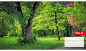 Colorful landscape with a dirt road in a green summer forest park