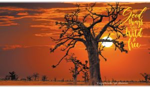 Panoramic scenery with bare baobab trees against an orange-red sunset sky