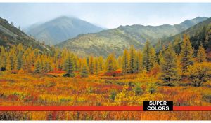 Mountainous landscape with an autumn fir forest under the pastel blue sky