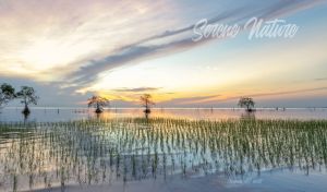 Serene nature scene of a rice field in pastel blue and grey hues in golden hours