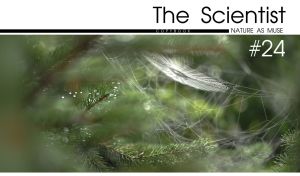 Close-up of spider webs on green fir trees on the cover of a science magazine
