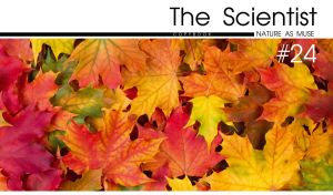 Close-up of golden autumn maple leaves on the cover of a science magazine