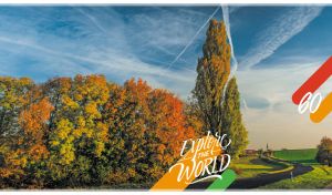 Autumn scenery with tall tress and green field along the road against a blue sky