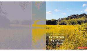 Scenic view of a lush field surrounded by green trees on a sunny blue day