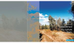 Scenic view of a dirt road and trees on a bright blue day