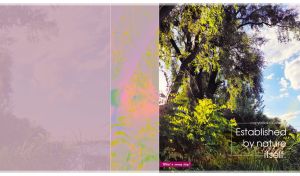 Scenic view of acacia bushes by the willows under white clouds in the blue sky
