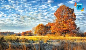 Autumn landscape with vivid trees against patchy clouds in the blue sky