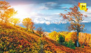 Autumn landscape with orange trees against the snowy mountains