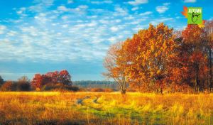 Autumn landscape with a winding path by the orange golden trees