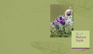 Floral miniature with delicate purple pasque flowers on a khaki-green backdrop