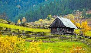 An old cabin in a green valley at the edge of a coniferous forest