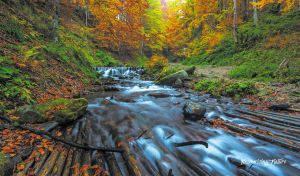 A mountain stream flowing through a thick forest glowing with autumn foliage