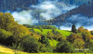 Green valley against a mountain forest in the morning mist